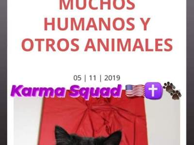 Artículos de interés sobre el mundo de los&nbsp;gatos